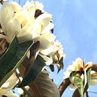 optimism is not naive