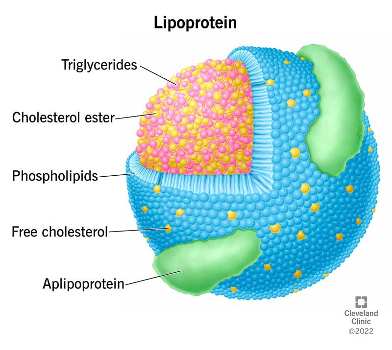 Lipoproteins: What They Are, Function & Importance