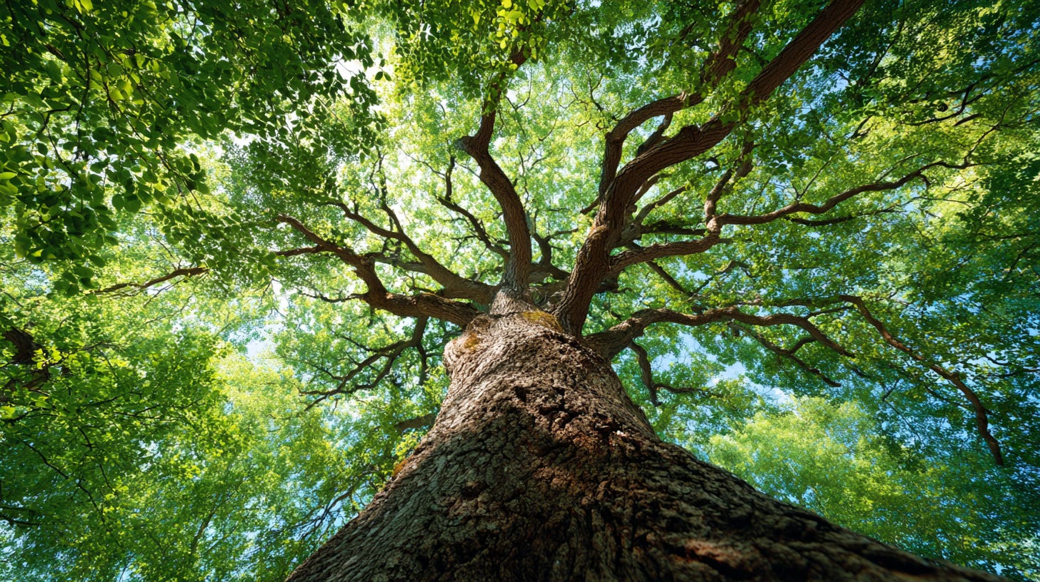 Trees are sanctuaries: Sacred Roles Trees Play in Non-Human Religions