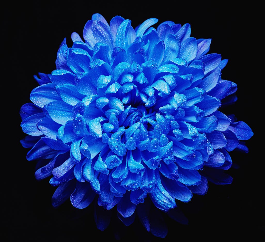 A close-up of a beautiful blue flower on a black background. The blue petals are wet. You can see the drops of pure water on them.