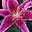 Dharma Rose's avatar