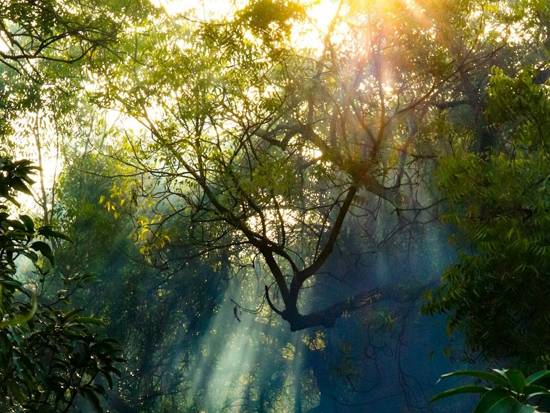 the sun is shining through the trees in the forest
