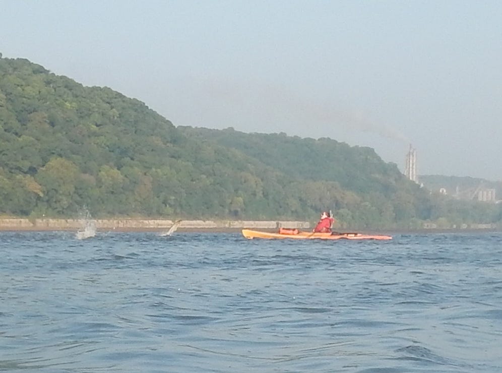 Not pictured: most of the fish