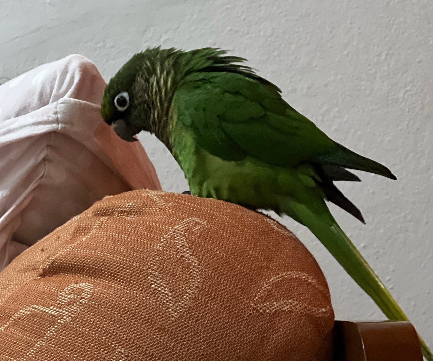 Imagem de um mini papagaio verdinho, uma tiriba, na almofada de um sofá