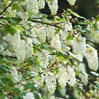 Easy planting ideas