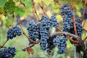 Cabernet Franc grapes