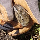 #9. Bunny Gardens