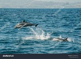 Dolphin Jumping Mother Out Royalty-Free ...