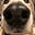Salty Dog's avatar