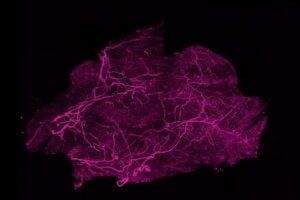 The Hidden Wiring Inside Brown Fat That Controls How Well It Burns Energy The Hidden Wiring Inside Brown Fat That Controls How Well It Burns Energy