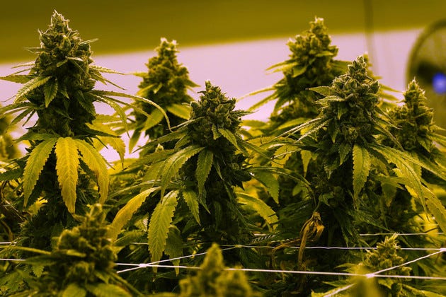 A cannabis plant that is close to harvest grows.