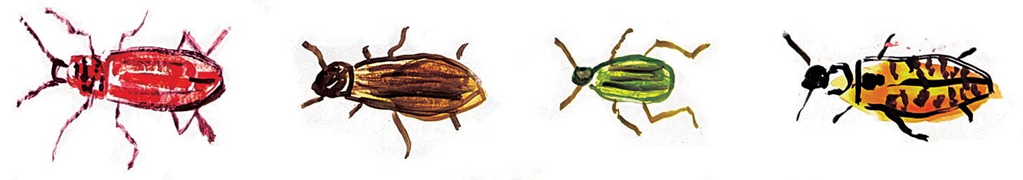 illustrated beetles by Beth Spencer