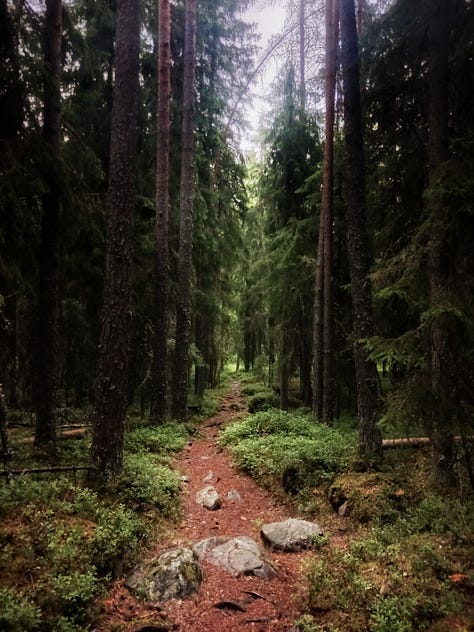 Heinäkuu metsä seitseminen vanhalinna
