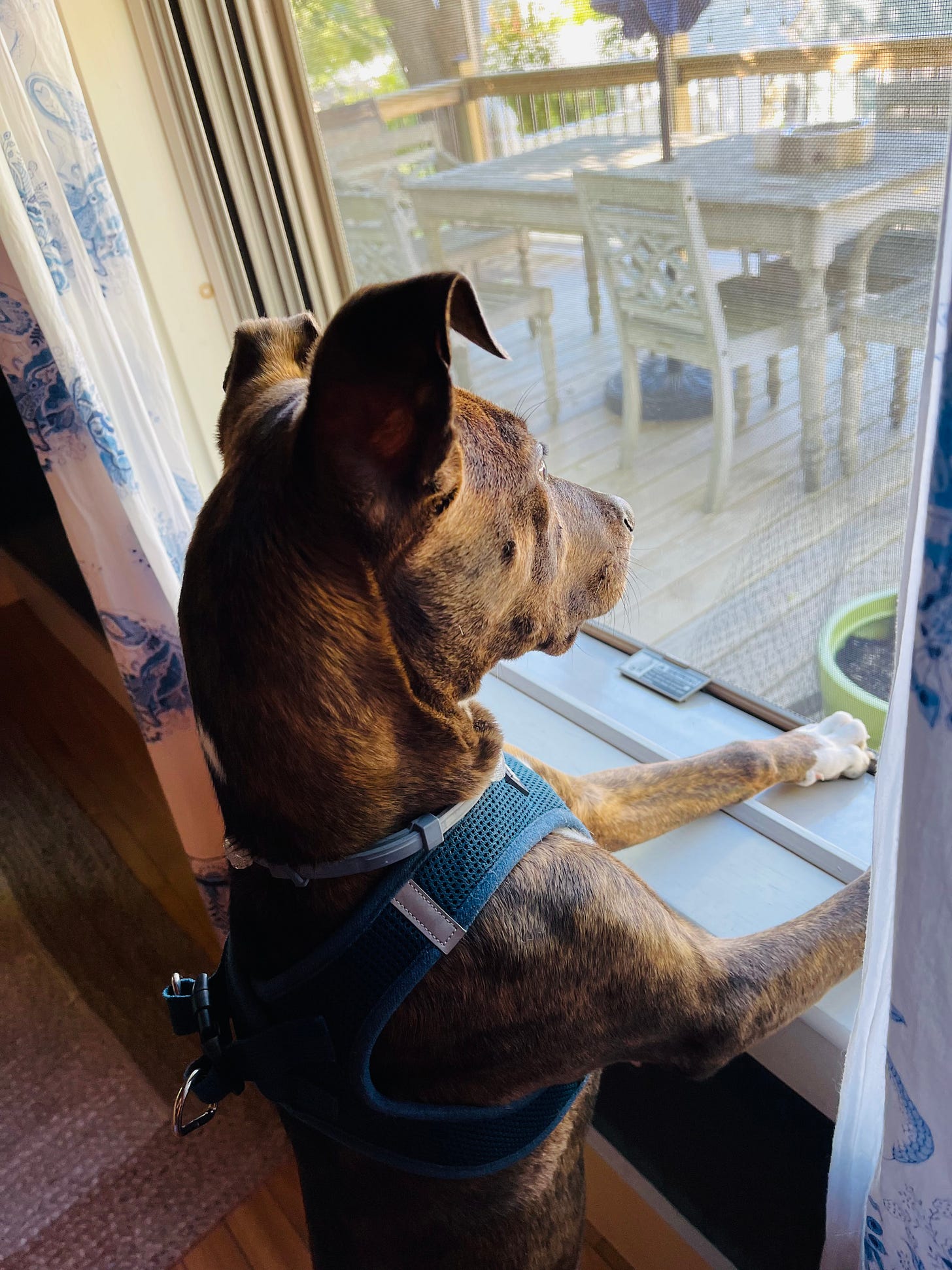 Puppy staring out a window