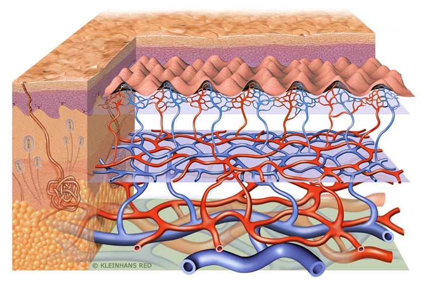 scf40_blood_vessel_system big