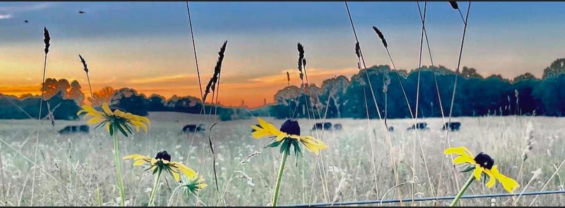 Black eye susans with a wheat field in the background and an orange sunset and wire fence and tree line on the horizon and cattle in the field.