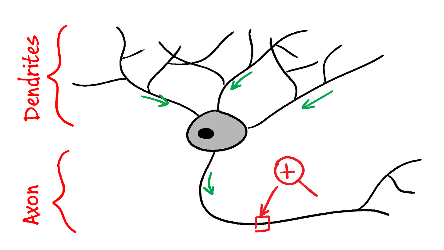 A typical neuron. Source: your brain. A typical neuron. Source: your brain.