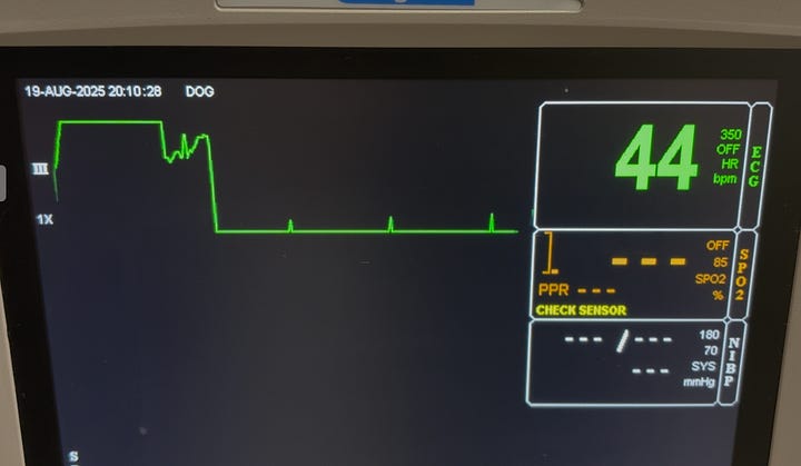 ECG from a dog showing Multiple p-waves without a QRS complex (high-grade, 2nd degree AV block)