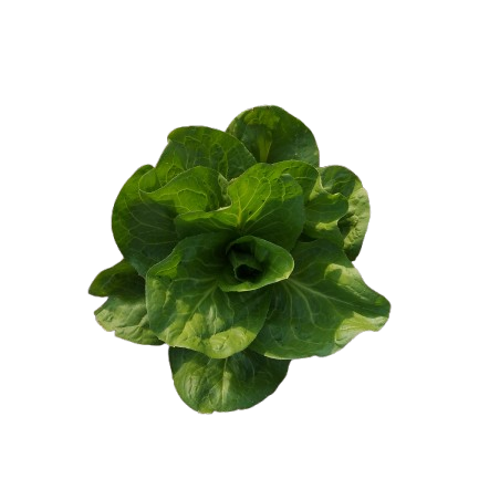 MANIFESTO JARDINISTA