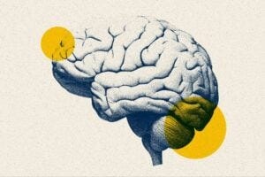 brain illustration brain illustration