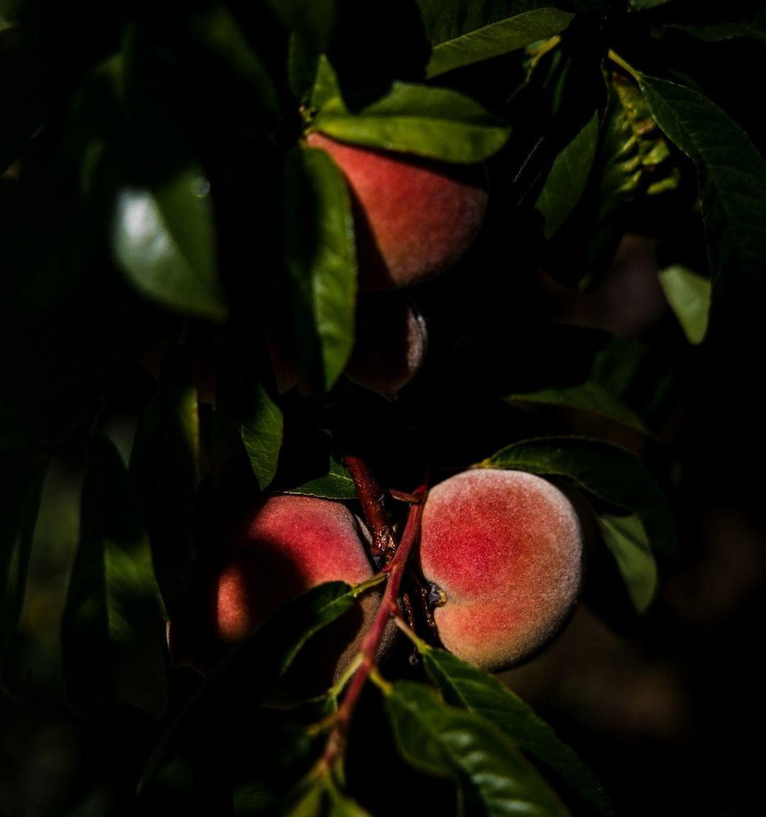 red round fruit on green leaves red round fruit on green leaves