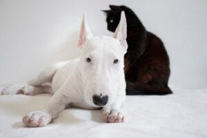 white dog, black cat