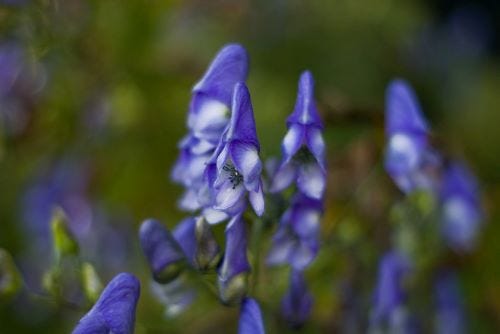 An image showing blue plants that look like hoods.