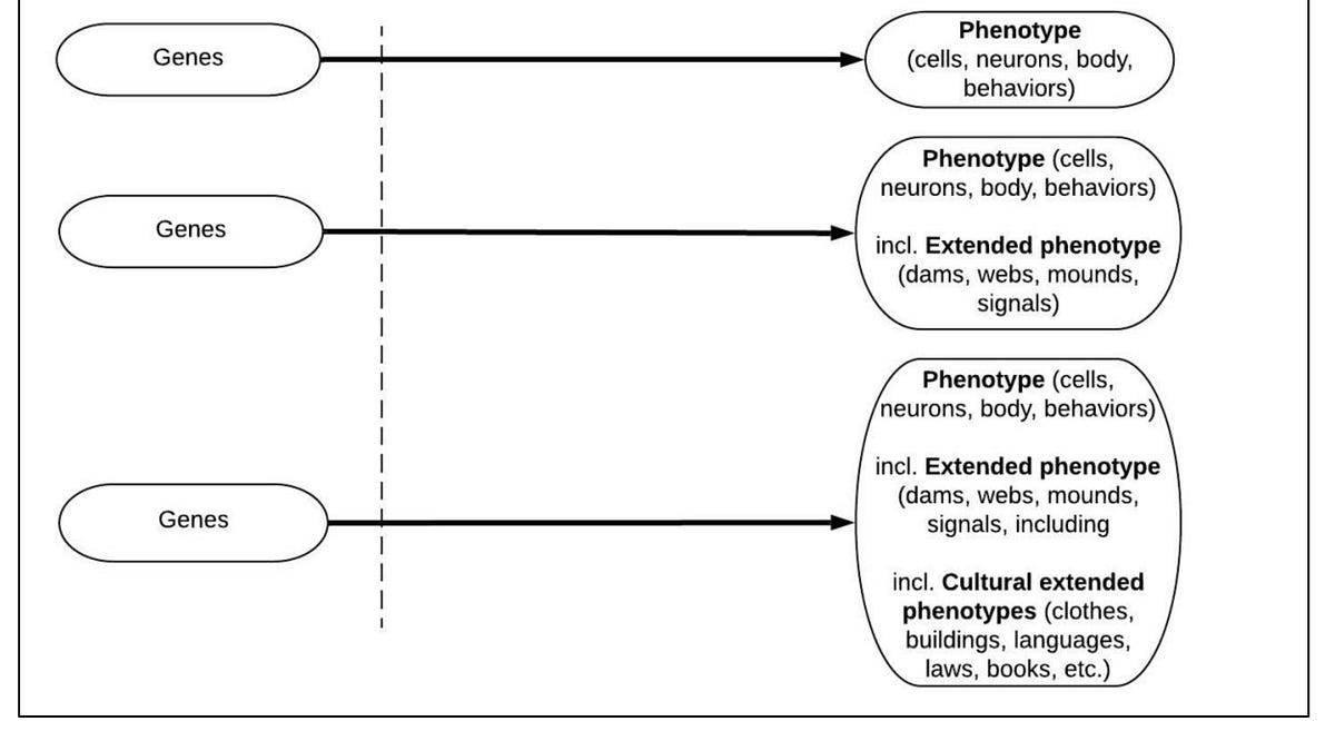 Taking the human extended phenotypes seriously