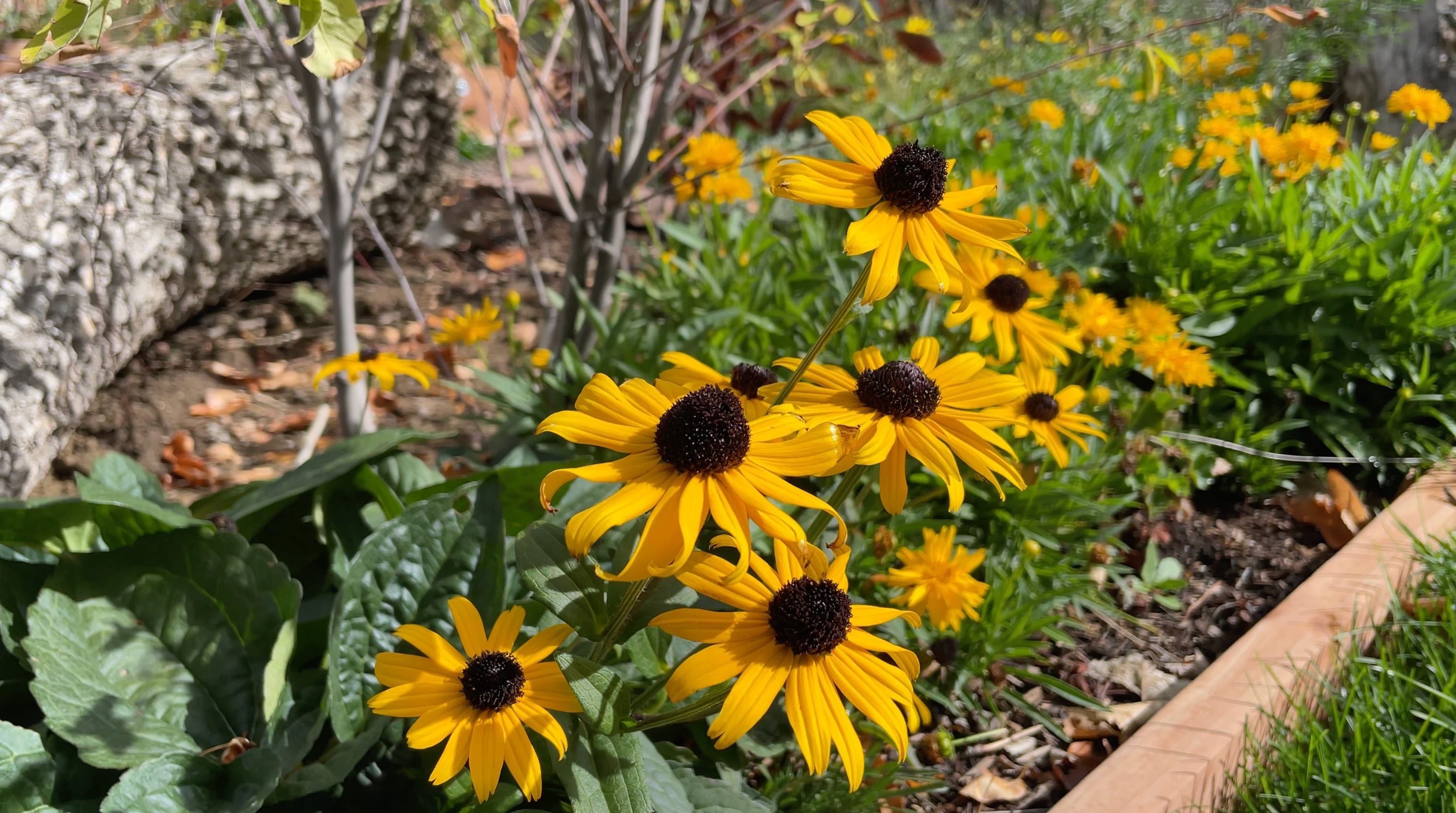 Black-Eyed Susans in the Garden: How to Grow Rudbeckia the Right Way