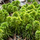 A moss from another century