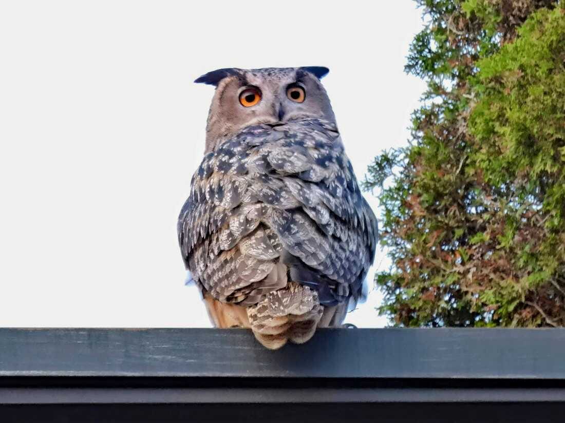 New York City's celebrity owl Flaco is spotted far from Central Park : NPR