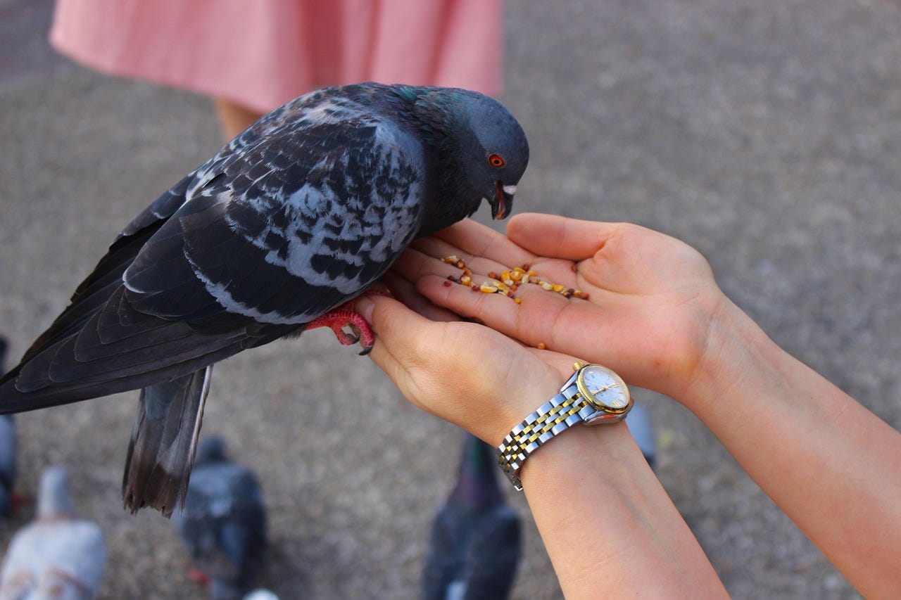 Persons hands feeding a pigeon