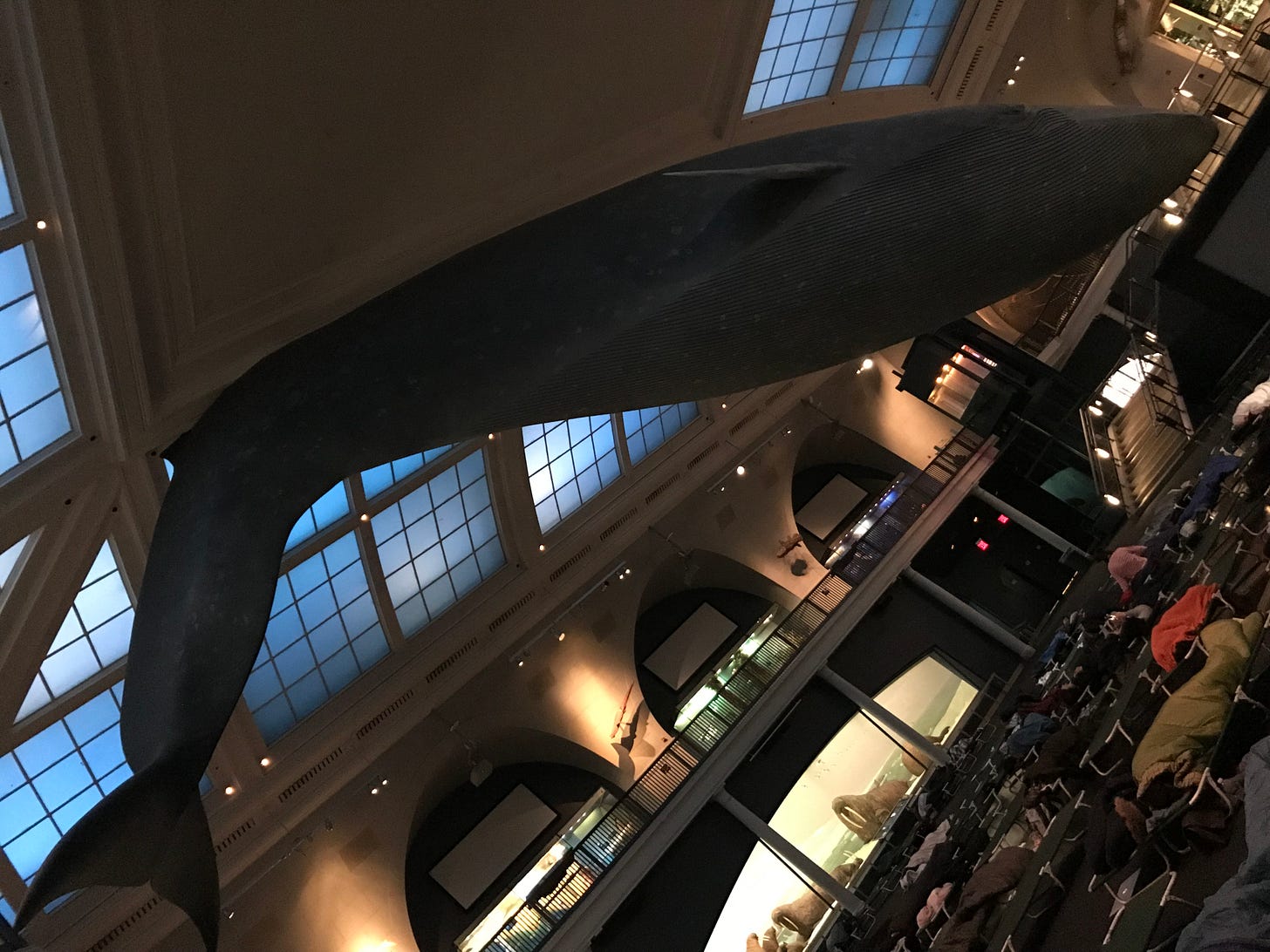 A photograph of a great big stuffed Blue Whale suspended from a ceiling in a large room with sleeping cots underneath it. A photograph of a great big stuffed Blue Whale suspended from a ceiling in a large room with sleeping cots underneath it.