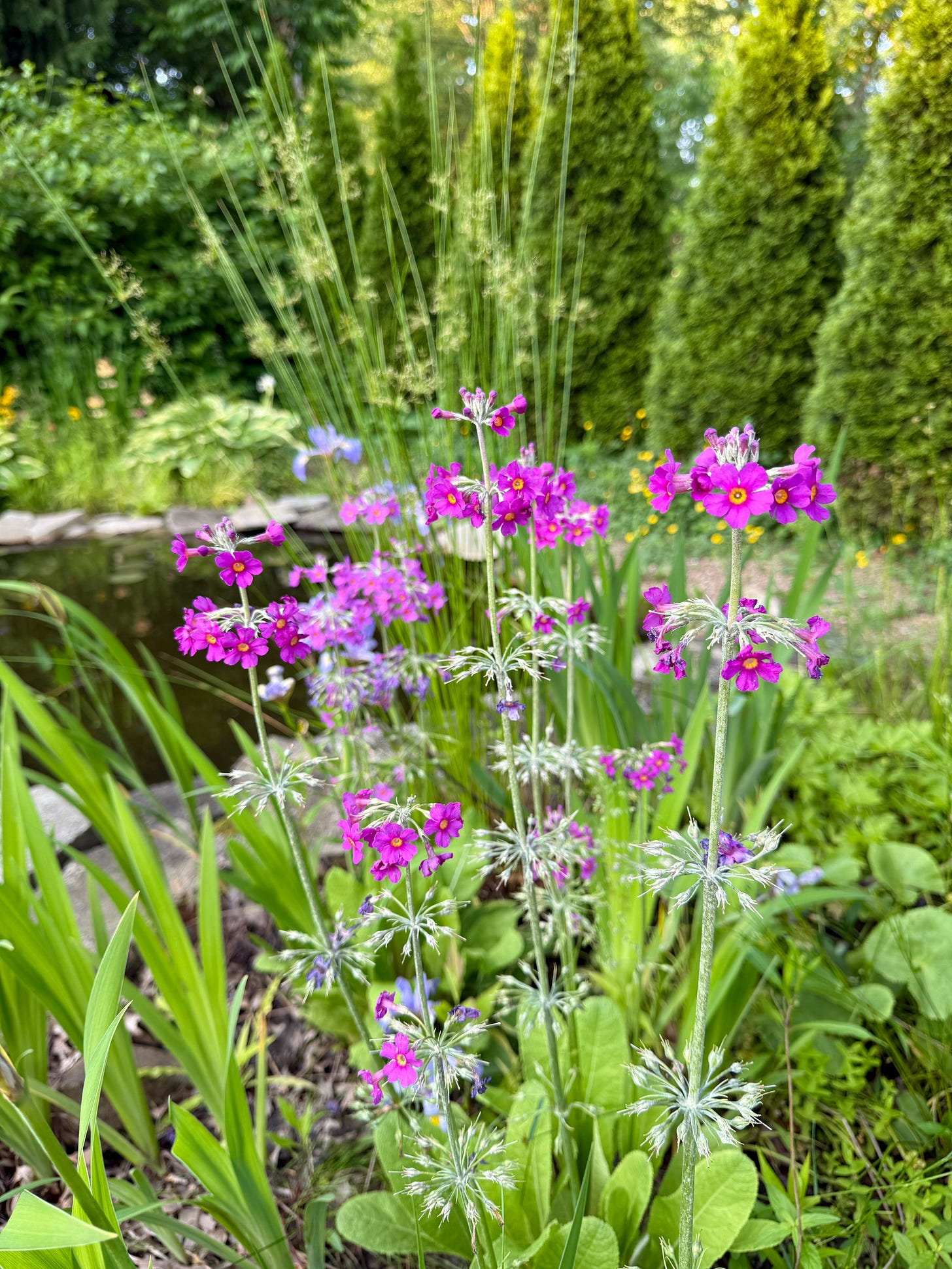 Primula beesiana is one of my favorite plants in the whole garden! It has farina, grey powder on its stems, as does its fancy cousin the auricula. 