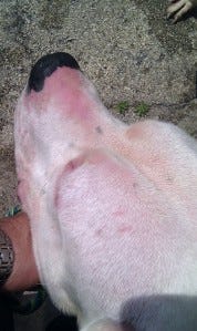 jo4CiM but maybe she'll get a forever home