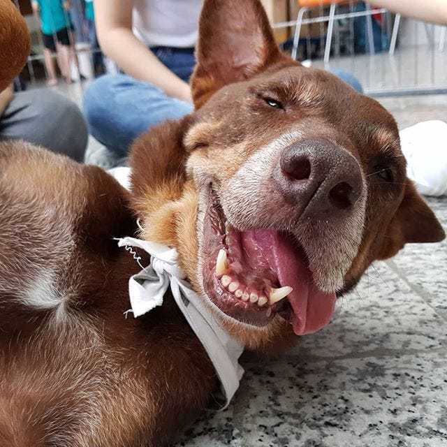 Uncle Khoe's K9