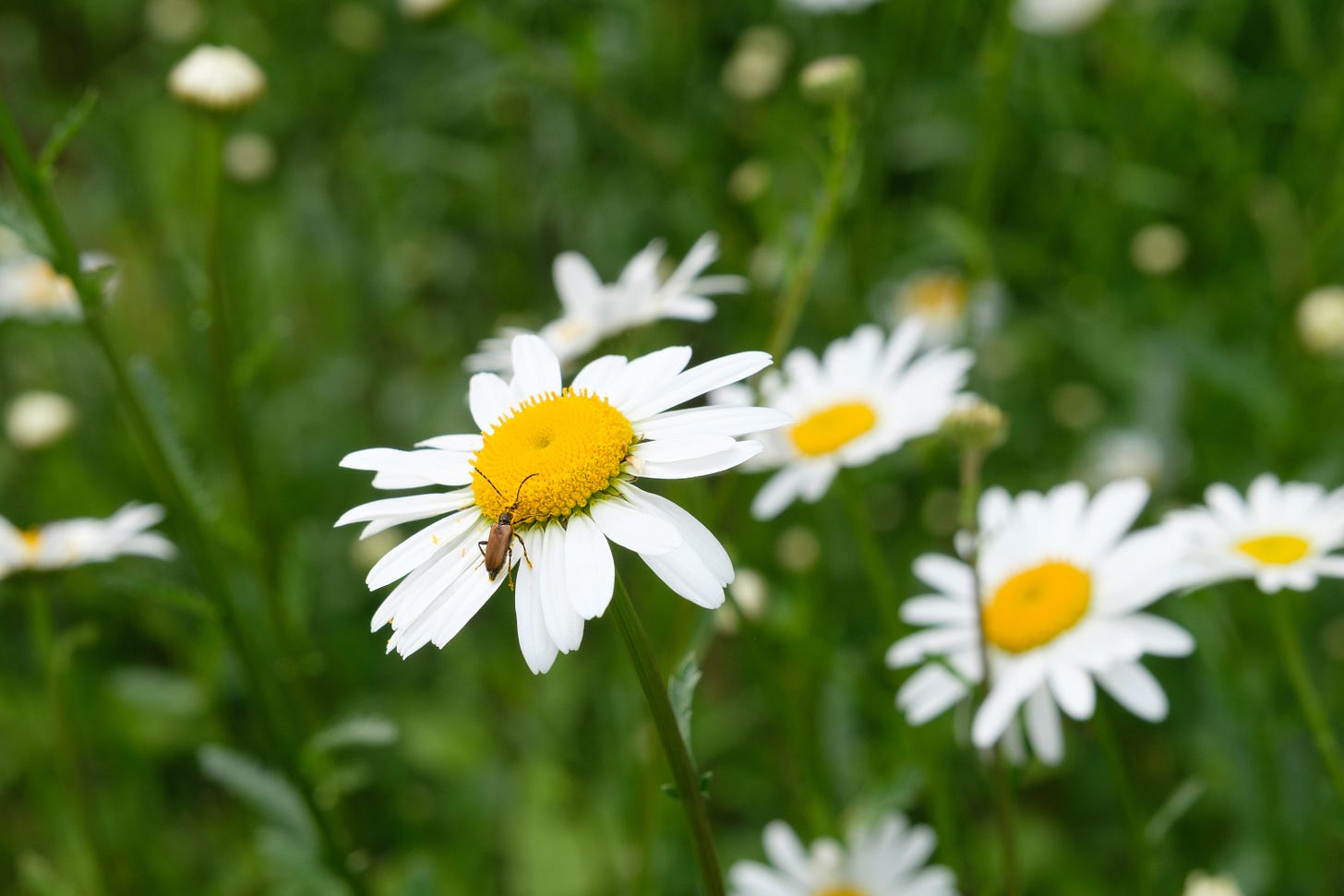 A dense bed of daisies in soft focus, with one sharp bloom at the centre. A small bug walks delicately along its petal, drawing attention to the hidden world often overlooked.