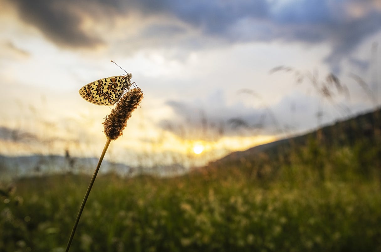 Spotted fritillary butterfly (<em>Melitaea didyma</em>) on Plantain (<em>Plantago lanceolata</em>) in wildflower meadow at sunset