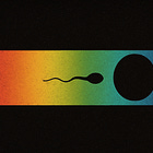 Agustín Fuentes’ Book ‘Sex is a Spectrum’ Fails to Refute the Binary