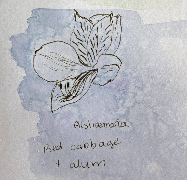 Line drawing of alstroemeria with purplish wash, wet image on left, dry on right