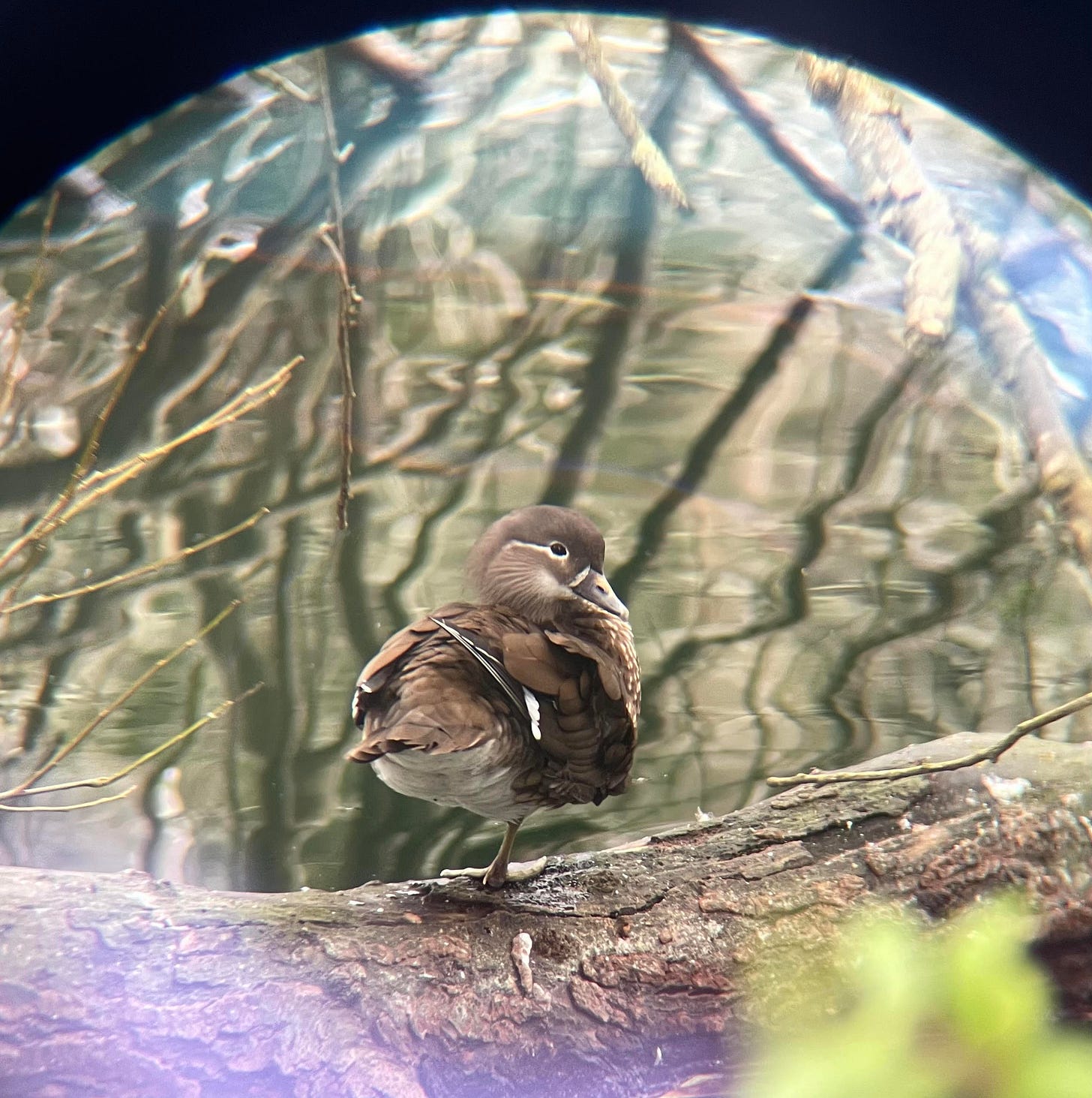 The left image appears to be taken through binoculars or a scope, and shows an upclose view of a female Mandarin duck; its plummage is mostly brown with stripes of white on its wing and bespeckling on its breast. The second image shows a group of 18 QBBA members posing for a photo among a set of stairs.