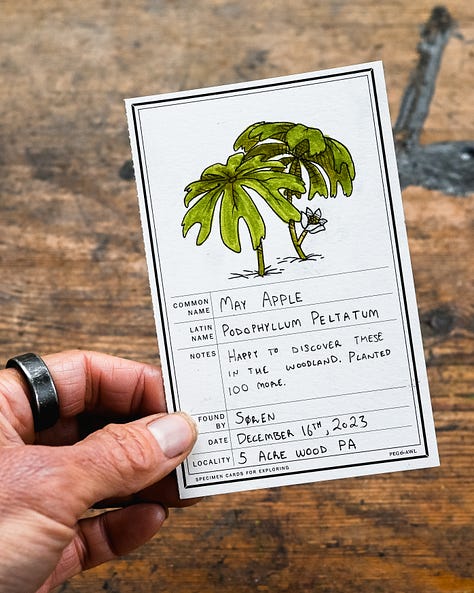 Native Spring Ephemeral Pennsylvania