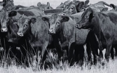 The Red Heifers, the Third Temple, and the Rapture