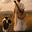 Last Living Shepherdess Guitar's avatar