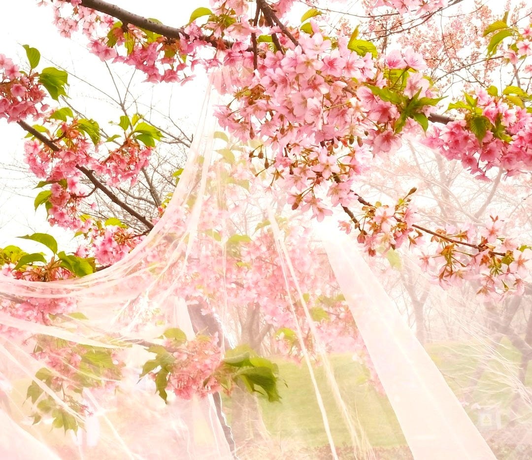 pink flowering tree pink flowering tree