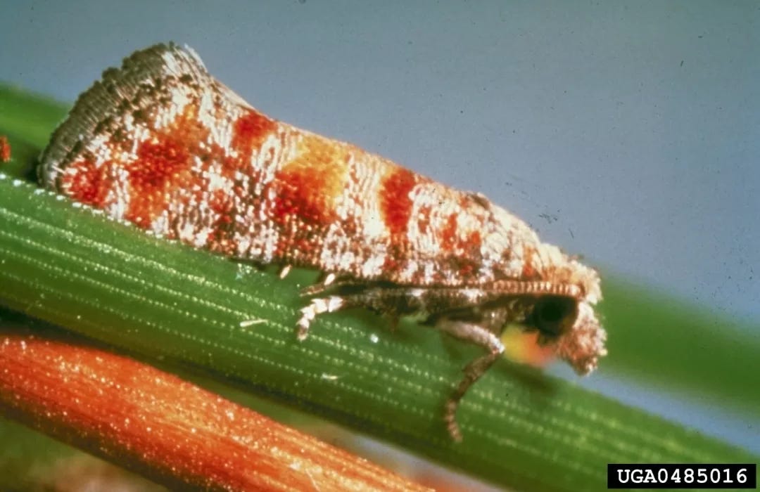 Pine tip moths - Agricultural Biology