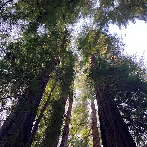 Trees and forests