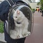 Los Gatos Sin Madrid's avatar