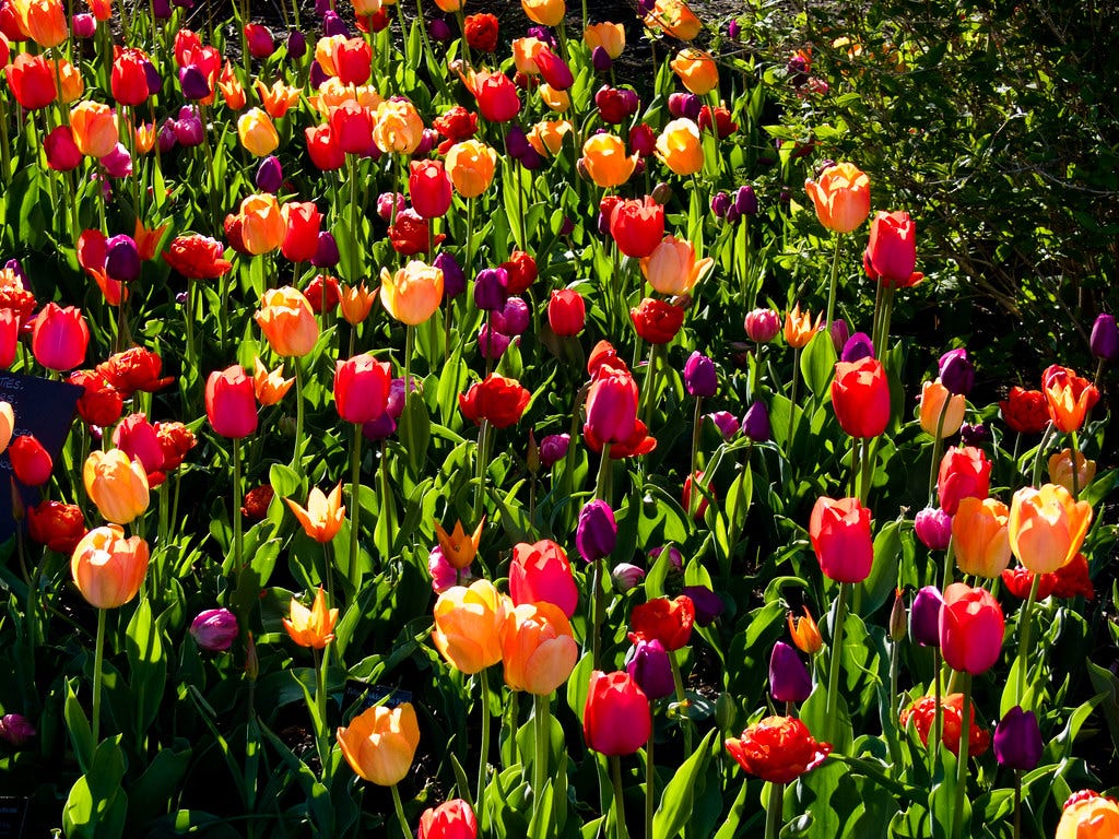 Tulip bed in Backlight | A flower bed of tulips, back lit by… | Flickr