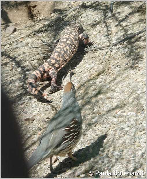 A Gambel's Quail, right on the tail of a Gila Monster—boldly going where no one (including Quail) has gone before (or should ever go, for that matter)! A Gambel's Quail, right on the tail of a Gila Monster—boldly going where no one (including Quail) has gone before (or should ever go, for that matter)!